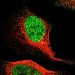MCM3 Antibody, Novus Biologicals 0.1mL; Unlabeled:Antibodies, Polyclonal